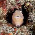   BLENNIE Ecsenius lineatus ILE DE LA REUNION 2024  